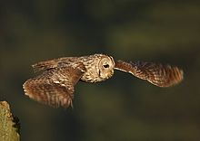 Tawny owls are largely perch hunters but can be surprisingly agile while hunting in flight. Strix aluco 2 (Martin Mecnarowski).jpg