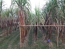Sugarcane bD.jpg