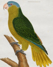 Tanygnathus gramineus - 1700-1880 - Tisk - Iconographia Zoologica - Speciální kolekce University of Amsterdam - UBA01 IZ18500266 (oříznuto) .tif