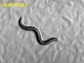 File:The-C.-elegans-Male-Exercises-Directional-Control-during-Mating-through-Cholinergic-Regulation-of-pone.0060597.s009.ogv