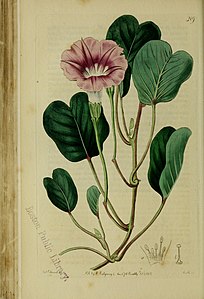 "The_Botanical_register_consisting_of_coloured_figures_of_(1815)_(14586709797).jpg" by User:Faebot