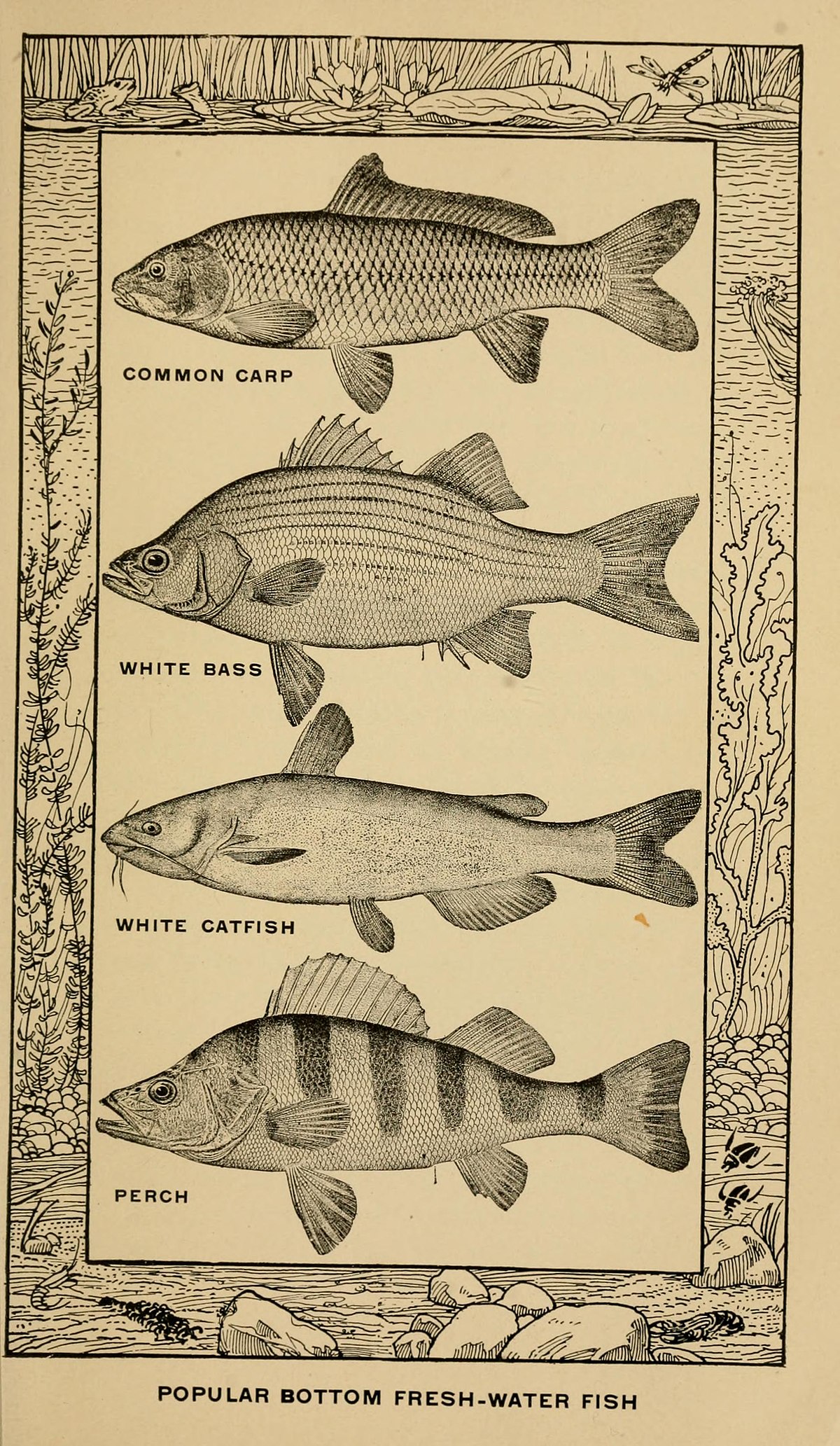 The book of fish and fishing;