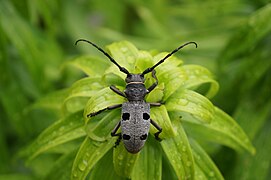 Gândacul croitor cenușiu (Morimus funereus)