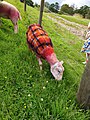 The tartan sheep of Auchingarrich Wildlife Park