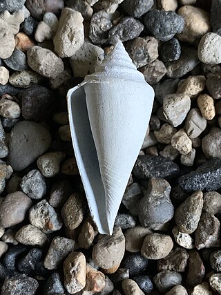 <i>Conus adversarius</i> Extinct species of Conus