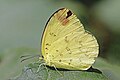 Three-spot grass yellow (Eurema blanda silhetana) Godavari 2.jpg