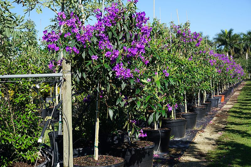 File:Tibouchina Granulosa (Purple Glory Tree) (28893673935).jpg