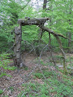 En af Timans mange højstubbe.