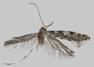 <i>Tinea furcillata</i> Species of moth endemic to New Zealand
