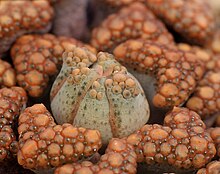 Titanopsis hugo-schlechteri1.jpg