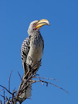 Tockus leucomelas (cat.)