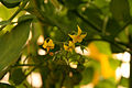 Plants de tomates cerises