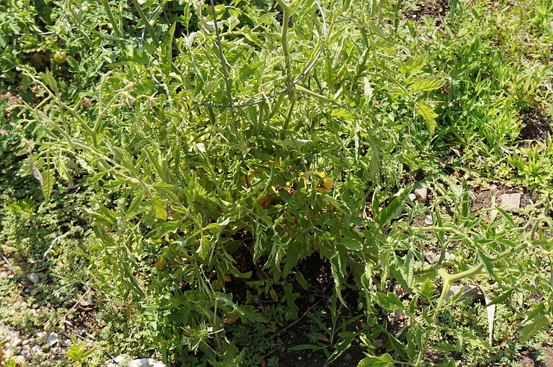 File:Tomato Plant 1 2013-07-01.jpg