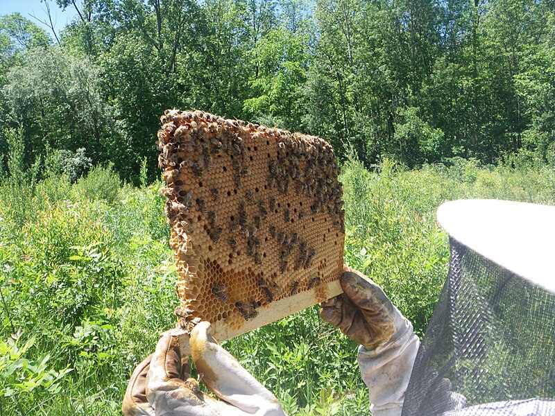 File:Top-bar brood comb from a warre hive.jpg