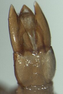 Photomicrograph of the aedeagus of water scavenger beetle Tormissus linsi (from above) Tormissus linsi aedeagus dorsal.jpg