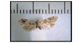 <i>Trachypepla roseata</i> Species of moth endemic to New Zealand