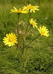 Tragopogon pratensis flowers