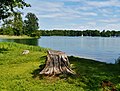 * Nomination Galve (Lake), Trakai, Lithuania --Zairon 18:57, 21 April 2020 (UTC) * Promotion Good composition and good quality -- Spurzem 19:13, 21 April 2020 (UTC)