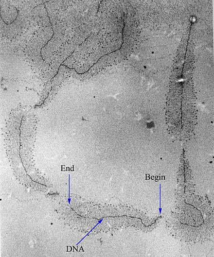 An electron-micrograph of DNA strands decorated by hundreds of RNAP molecules too small to be resolved. Each RNAP is transcribing an RNA strand, which can be seen branching off from the DNA. "Begin" indicates the 3′ end of the DNA, where RNAP initiates transcription; "End" indicates the 5′ end, where the longer RNA molecules are completely transcribed.