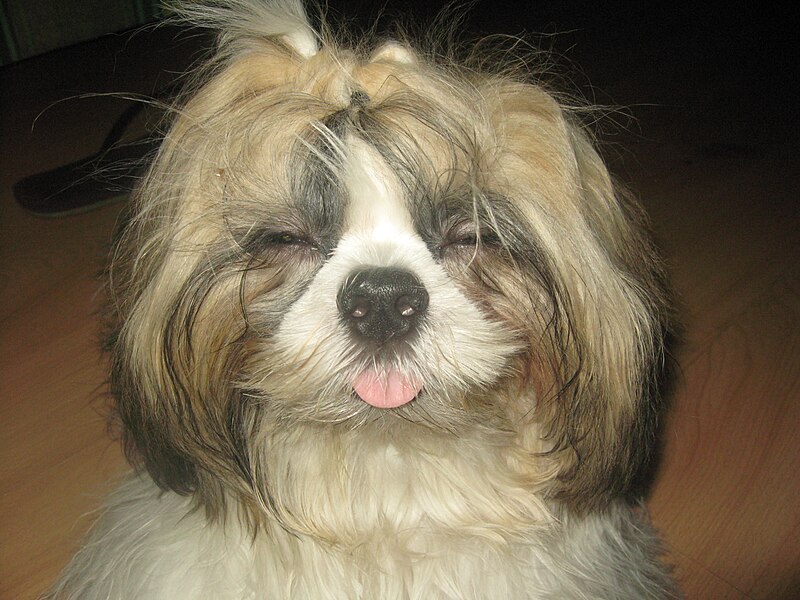 File:Tri-colored Shih Tzu with eyes closed.jpg