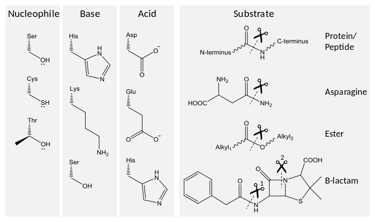 The range of amino acid residues used in different combinations in different enzymes to make up a catalytic triad for hydrolysis. On the left are the nucleophile, base and acid triad members. On the right are different substrates with the cleaved bond indicated by a pair of scissors. Two different bonds in beta-lactams can be cleaved (1 by penicillin acylase and 2 by beta-lactamase). Triads and their substrates annotated.svg