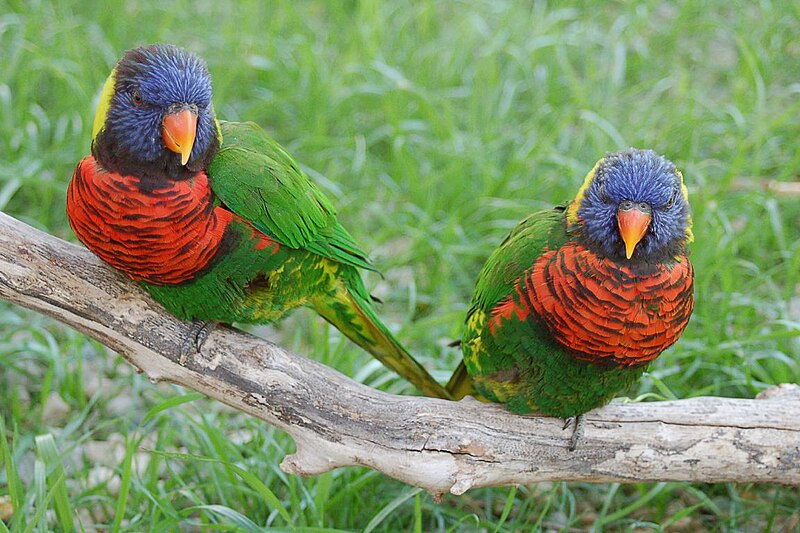 File:Trichoglossus haematodus -Columbus Zoo.jpg