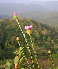 T. amplexicaulis