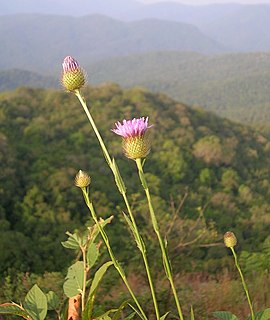 <i>Tricholepis</i> Genus of flowering plants