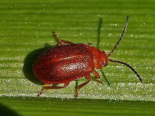 <i>Tricholochmaea kalmiae</i> Species of beetle