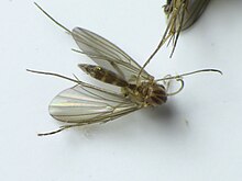 Trichonta Trichonta dorsal.jpg