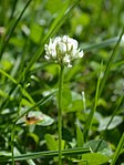 Trifolium sp.. (Foto: Olve Utne, Rockville Centre, NY, juli 2005.)