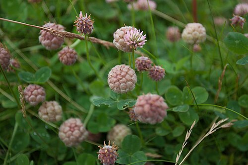 Клевер ползучий вид. Клевер Земляничный. Trifolium fragiferum. Клевер пустоягодник. Клевер Земляничный Trifolium fragiferum.