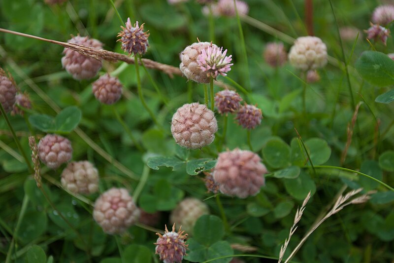 File:Trifolium fragiferum.jpg