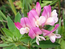 Trifolium lupinaster 3.JPG