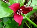 Trillium erectum