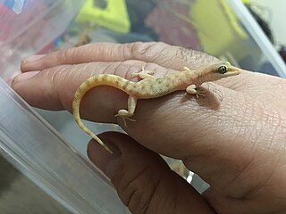Algerian sand gecko Species of reptile