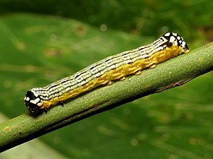 Turbulent Phosphila Caterpillar - Flickr - treegrow.jpg