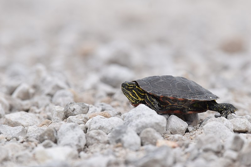 File:Turtle (35421817742).jpg