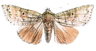 <i>Tympanistes</i> Genus of moths