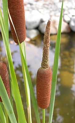 Quenouilles à larges feuilles (Typha latifolia), fructification