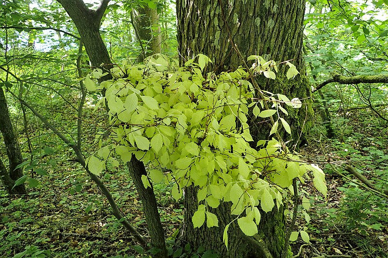 File:Ulmus glabra kz04.jpg