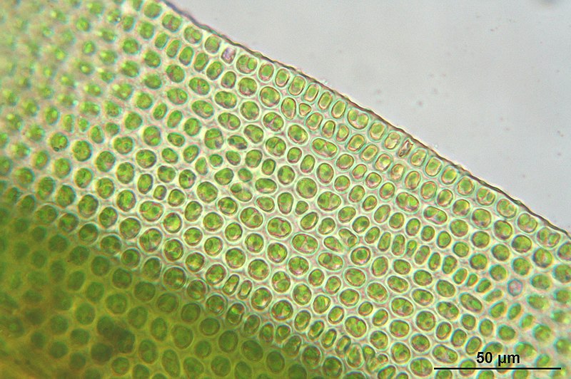 File:Ulota crispa (a, 144651-474826) 8622.JPG