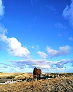 Um cavalo pasta à frente da vista para a aldeia da Raposeira e para parte de Vila do Bispo.jpg