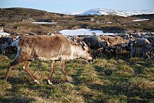 Reindeer calf marking, Gabna Sami village in northern Sweden Under kalvemerking i Gabna sameby i Nord-Sverige.jpg