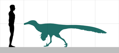 Size comparison of Unenlagia