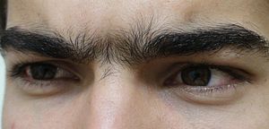 Unibrow Close Up.jpg