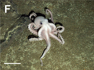 Unidentified octopus from East Scotia Ridge.jpg