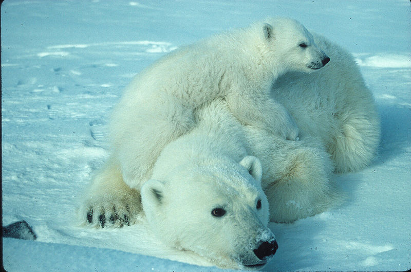 صورة:Ursus maritimus Polar bear with cub.jpg