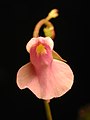 Utricularia calycifida flora