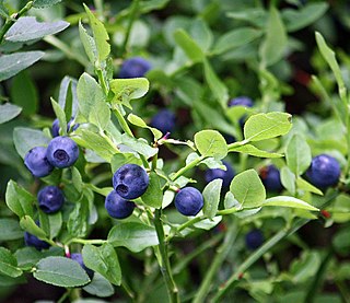 Bilberry blue fruit from Vaccinium sect. Myrtillus